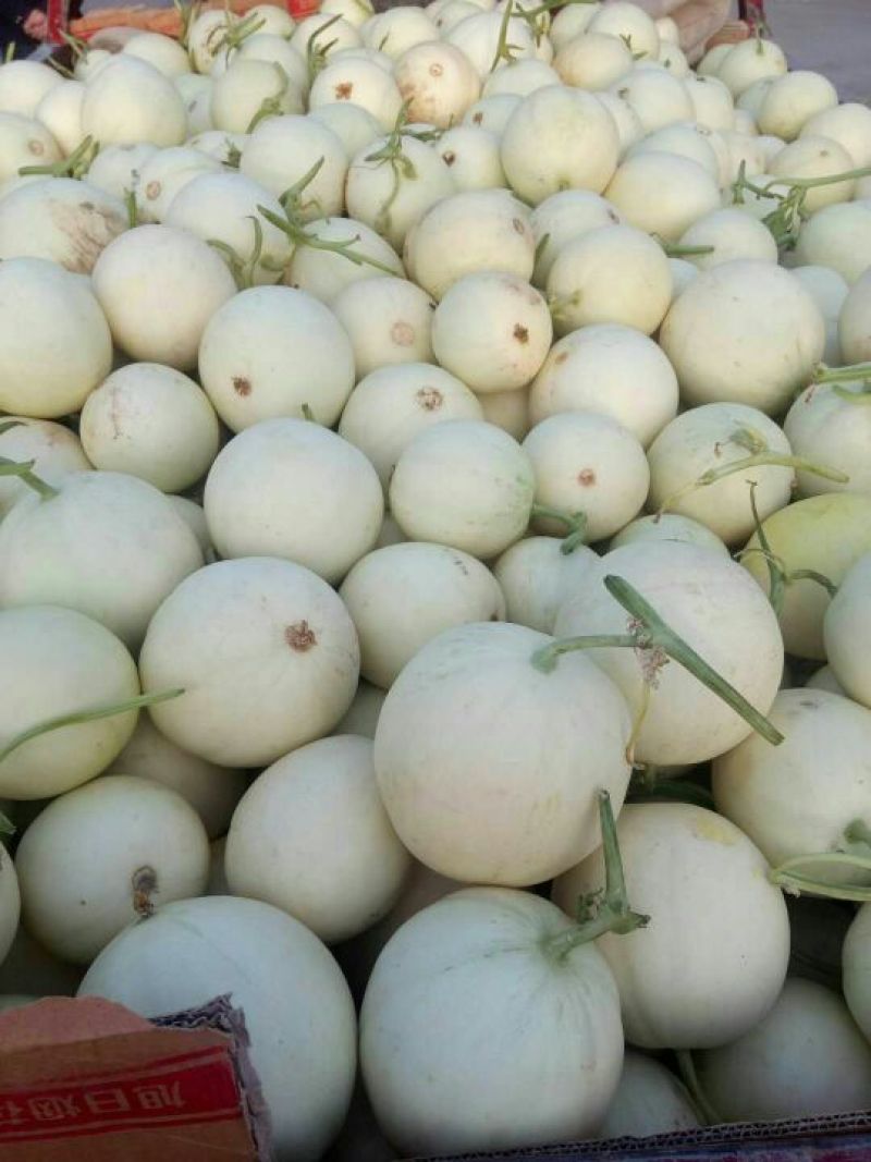 陕西甜瓜价格甜瓜批发，品种较多，货源充足