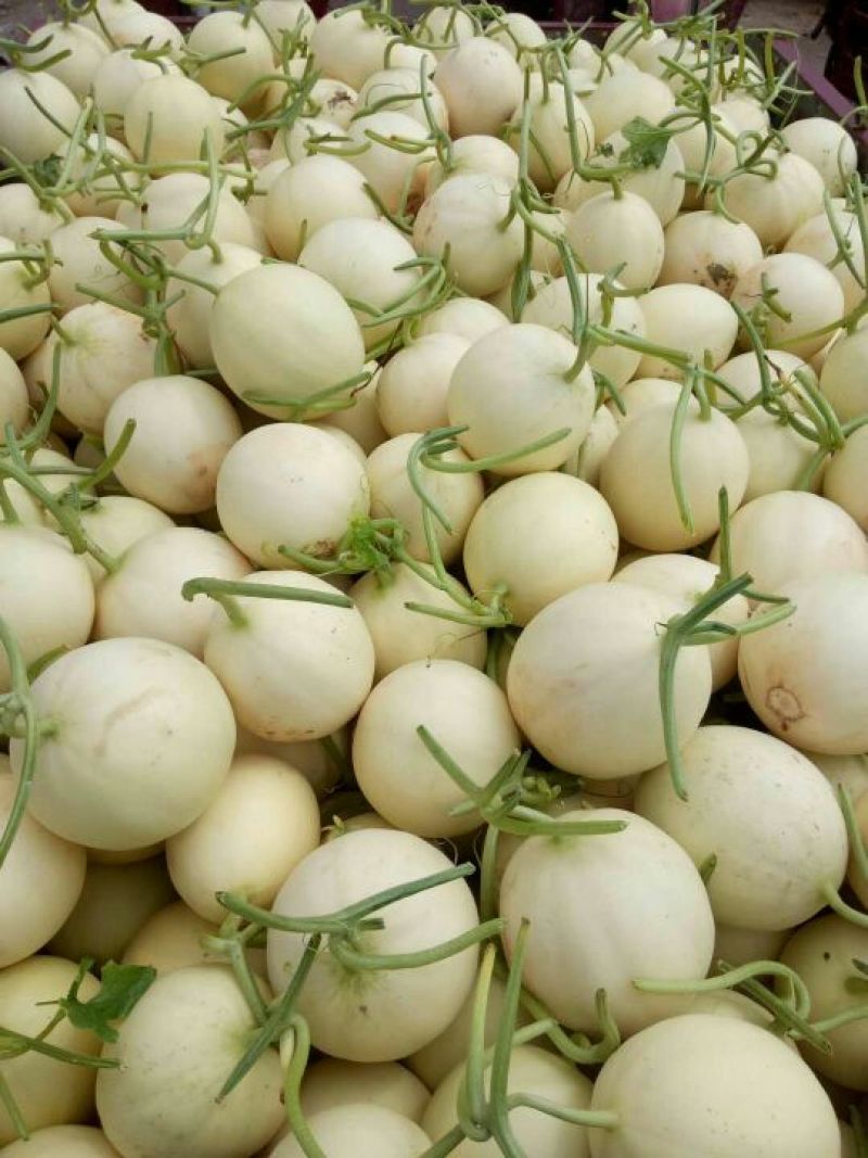 陕西甜瓜价格甜瓜批发，品种较多，货源充足