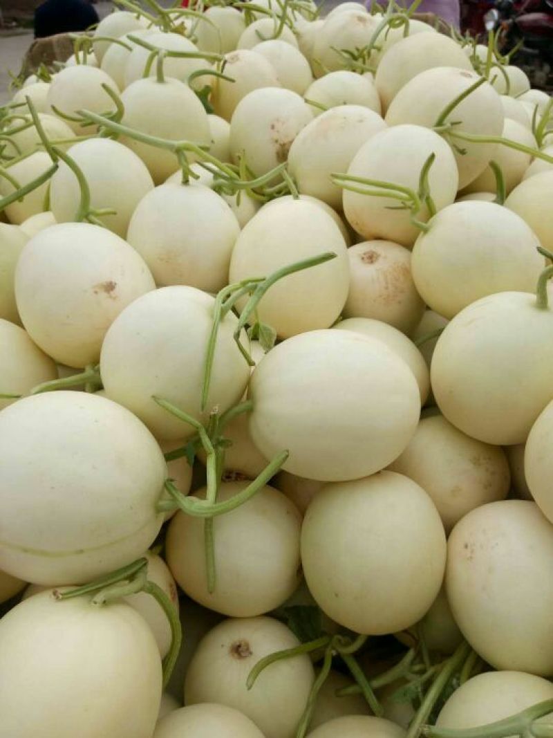 陕西甜瓜价格甜瓜批发，品种较多，货源充足