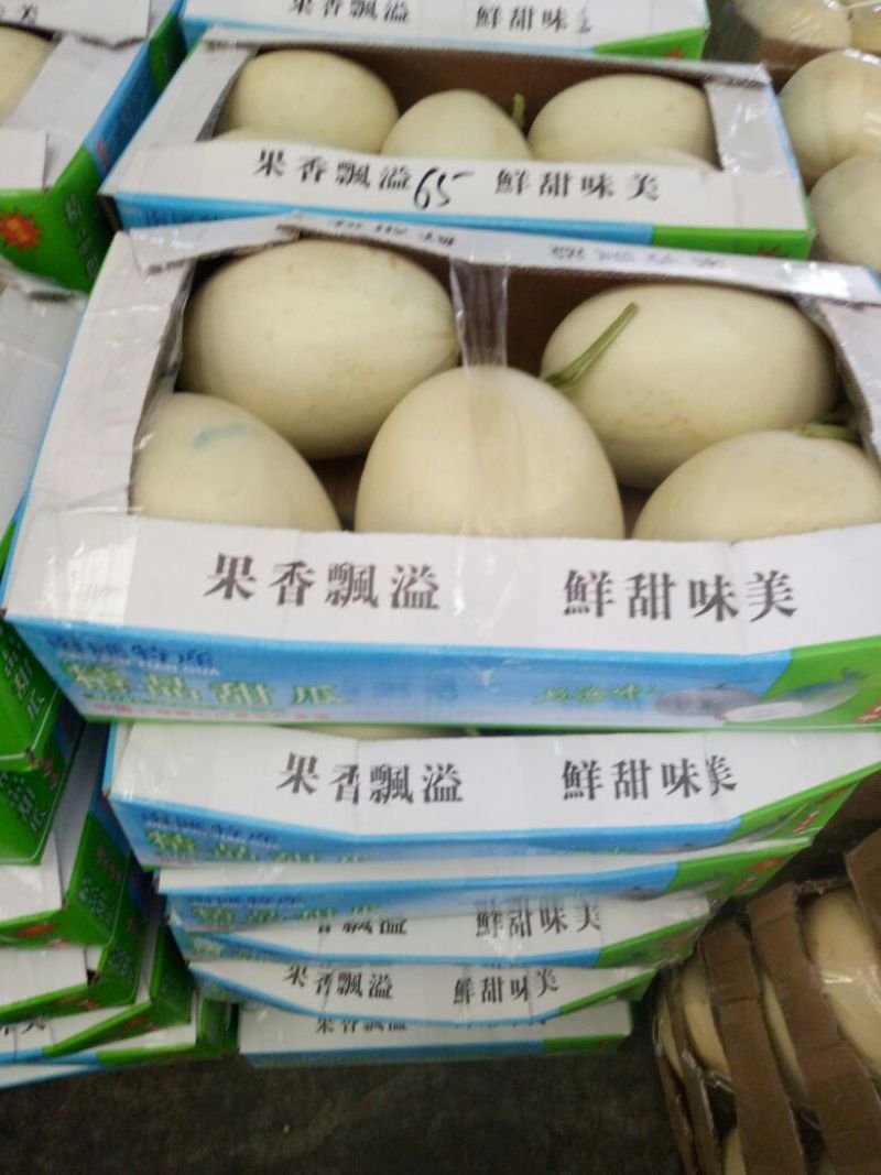 玉姑甜瓜精品2斤以上