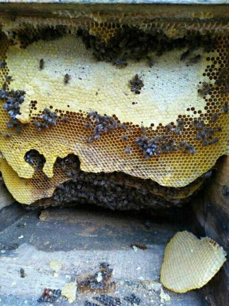 土蜂蜜