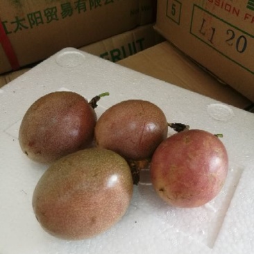 百香果70~80g紫果