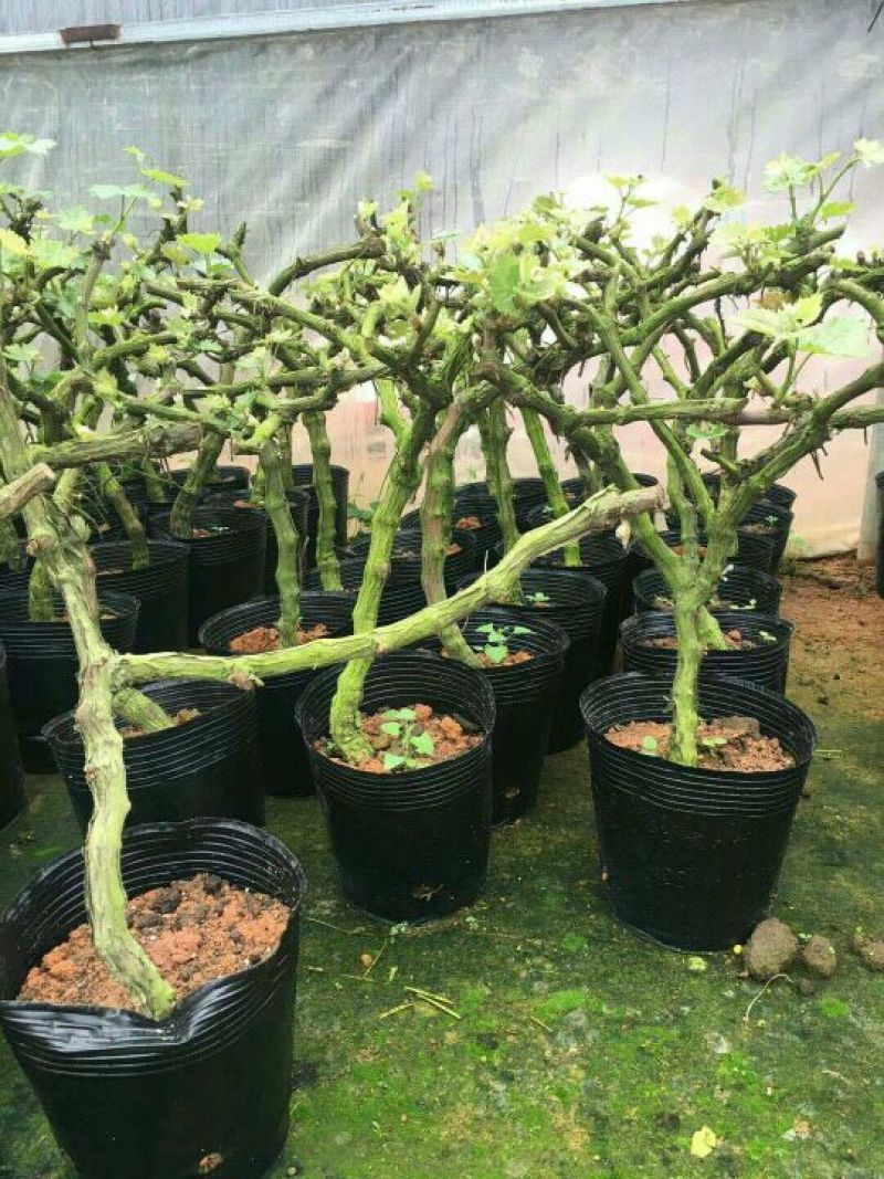 夏黑葡萄苗30~50cm1年