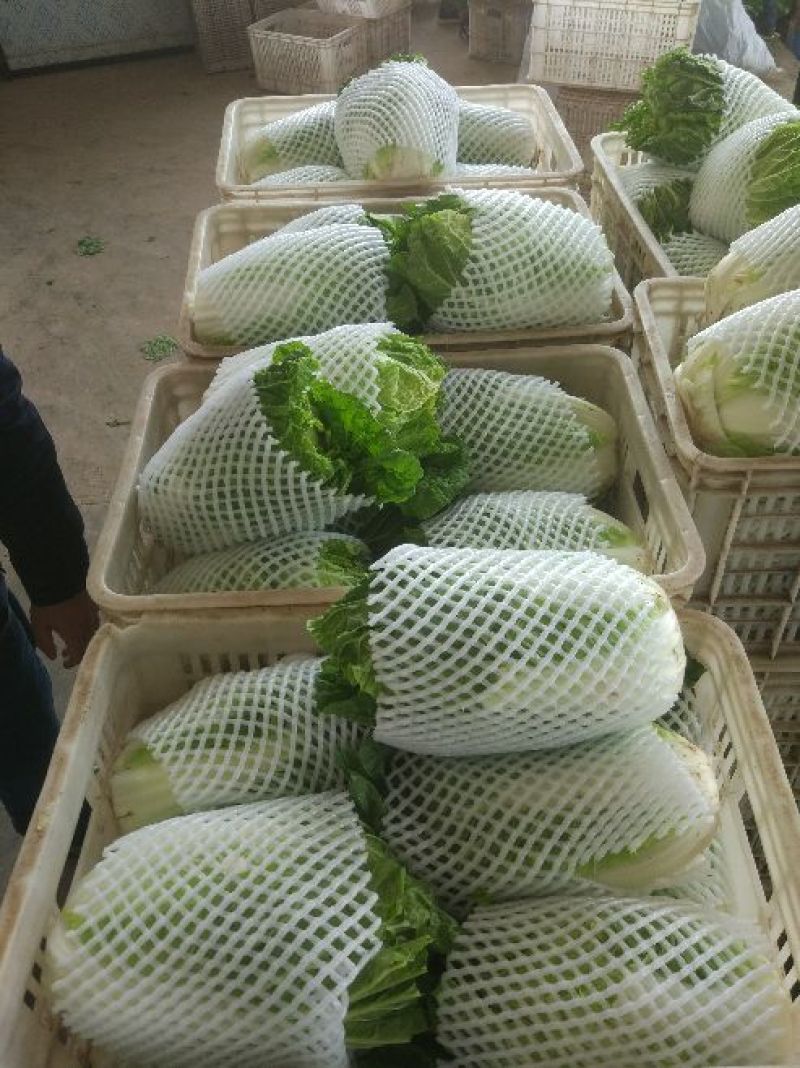 夏阳白菜净菜2~3斤