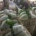 夏阳白菜净菜2~3斤