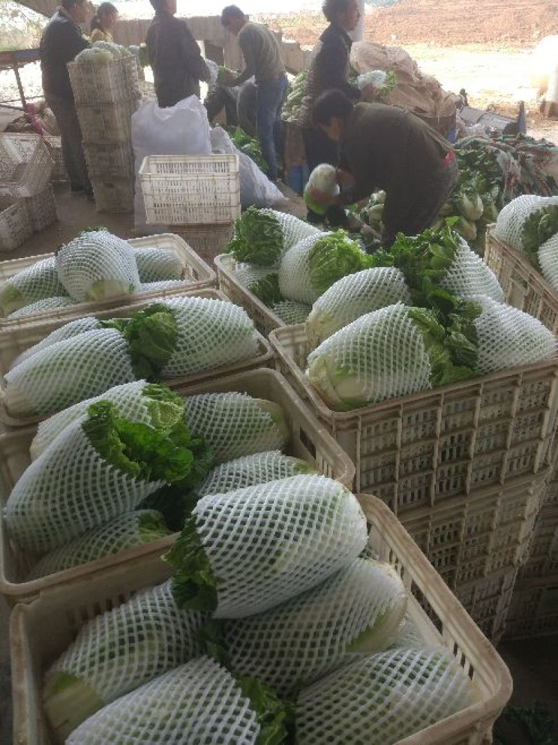 夏阳白菜净菜2~3斤