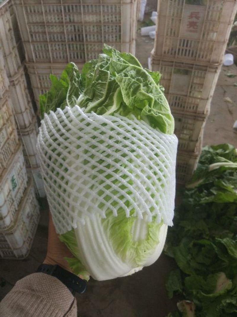 夏阳白菜净菜2~3斤