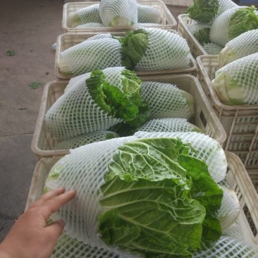 夏阳白菜净菜2~3斤