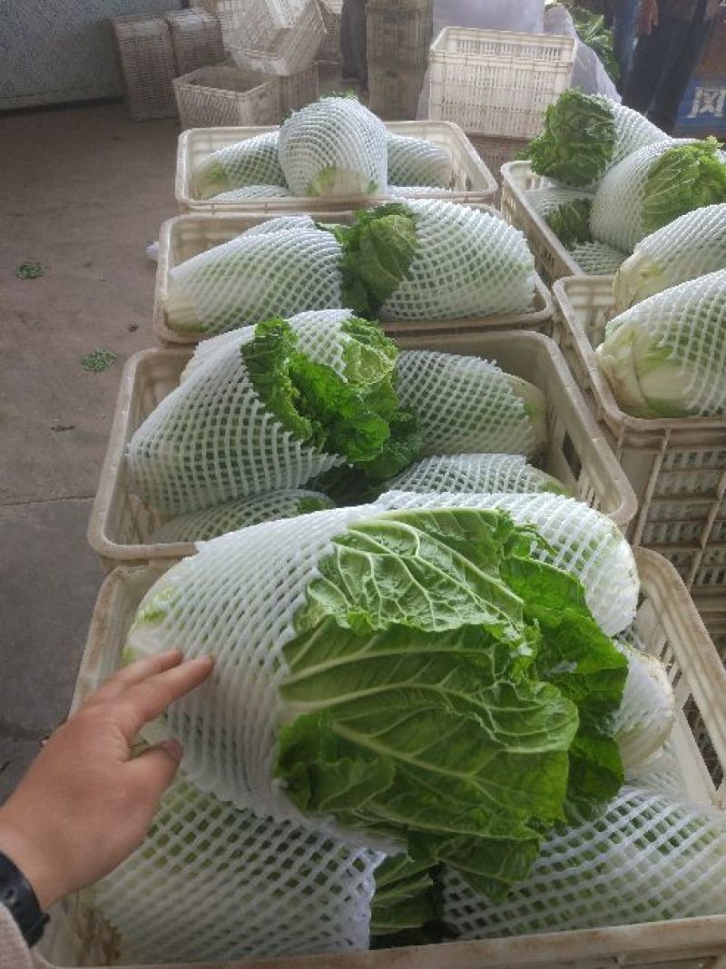 夏阳白菜净菜2~3斤