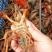 小龙虾7-9钱（35-45克）活虾小龙虾主养