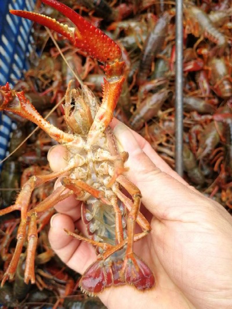 小龙虾7-9钱（35-45克）活虾小龙虾主养