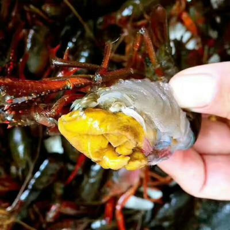 小龙虾7-9钱（35-45克）活虾小龙虾主养