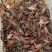小龙虾7-9钱（35-45克）活虾小龙虾主养