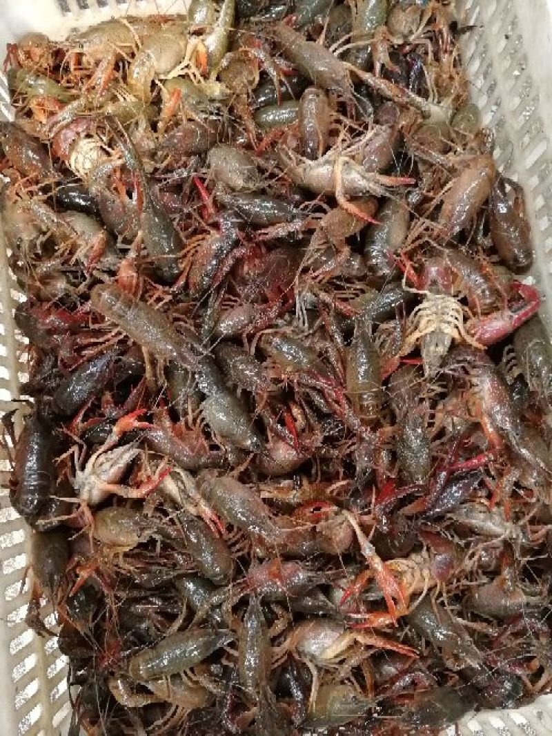 小龙虾7-9钱（35-45克）活虾小龙虾主养