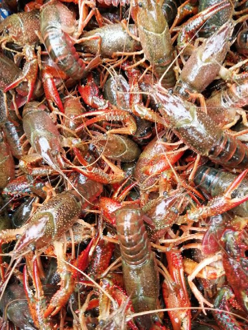 小龙虾7-9钱（35-45克）活虾小龙虾主养