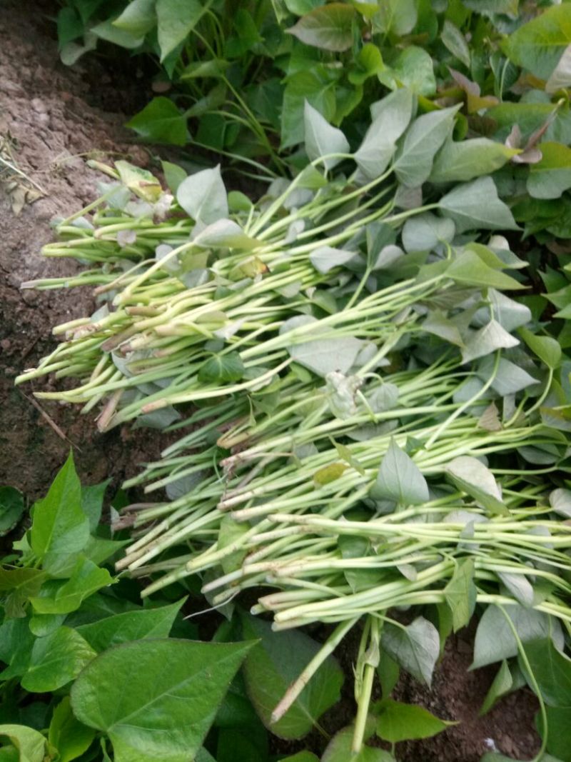 红薯苗大量供应15~25cm规格齐全产地直销提供技术指导