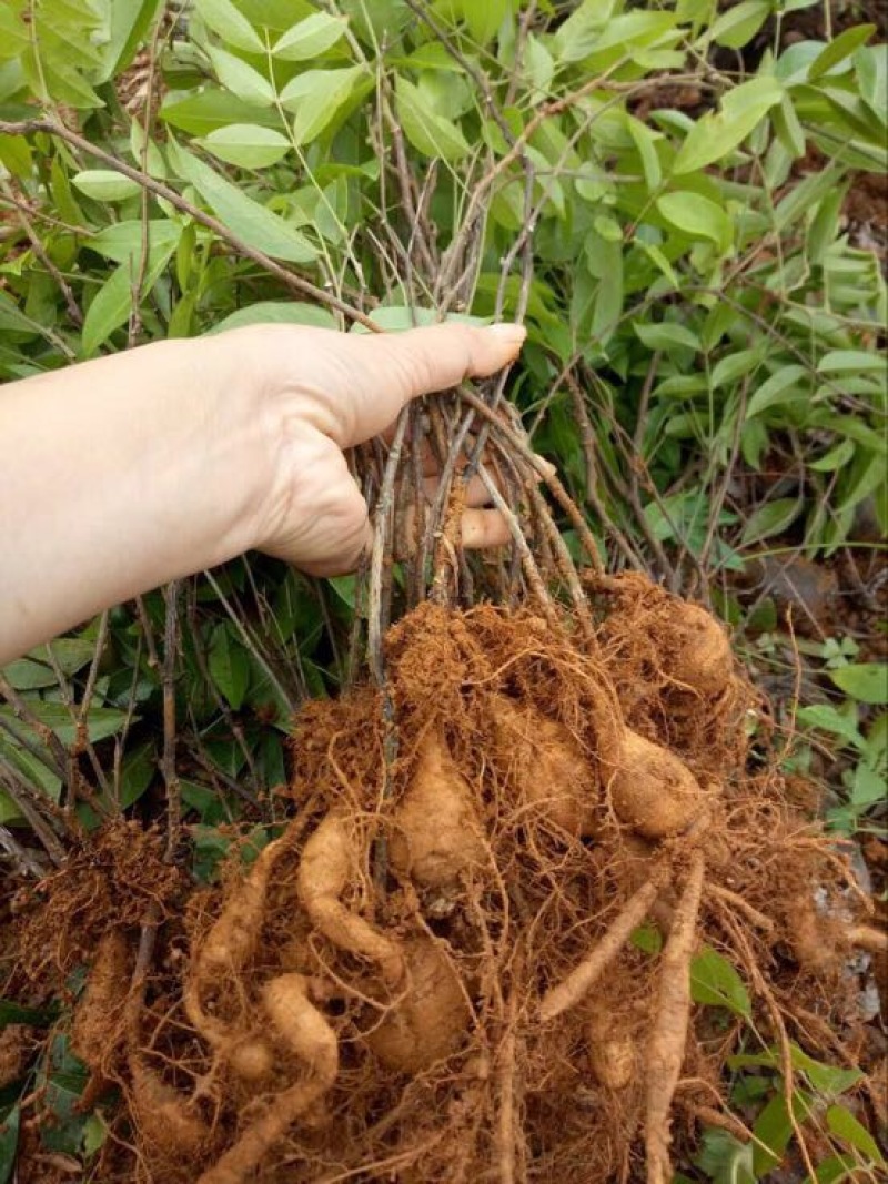 牛大力种苗15~30cm