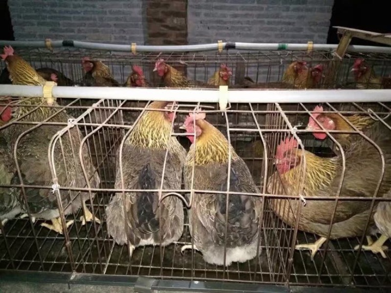 清远麻鸡苗出壳苗35~45克雄