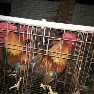 清远麻鸡苗出壳苗35~45克雄