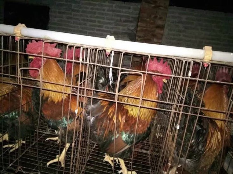 清远麻鸡苗出壳苗35~45克雄
