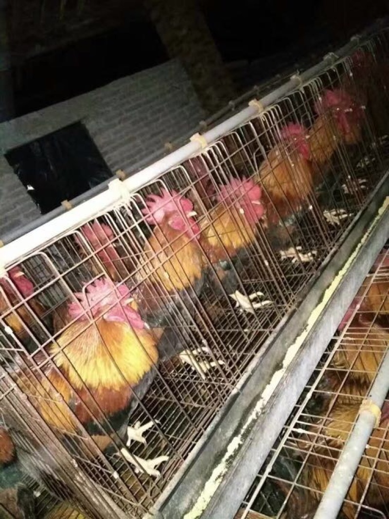 清远麻鸡苗出壳苗35~45克雄