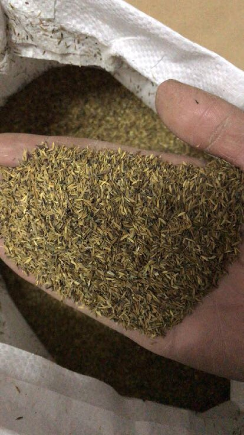 新产蒲公英种子籽野菜婆婆丁种植药食用种四季播种多年生种籽