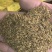 新产蒲公英种子籽野菜婆婆丁种植药食用种四季播种多年生种籽