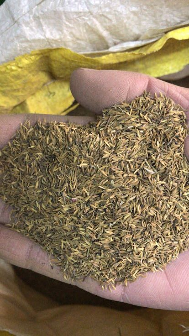 新产蒲公英种子籽野菜婆婆丁种植药食用种四季播种多年生种籽