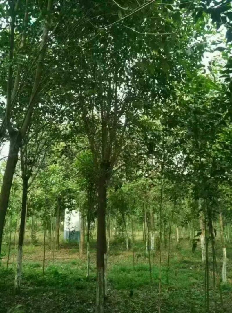 长期供应大叶女贞，精品苗，工程苗