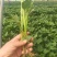 苏薯8号红薯苗15~25cm
