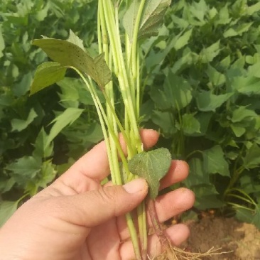 苏薯8号红薯苗15~25cm