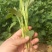苏薯8号红薯苗15~25cm