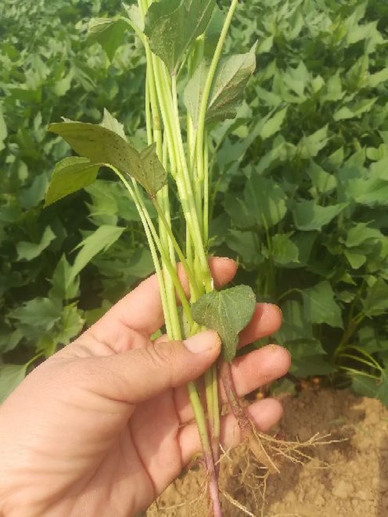 苏薯8号红薯苗15~25cm