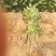 【产地直销】沙地烟薯25红薯苗15~25cm保质保量
