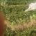 【产地直销】沙地烟薯25红薯苗15~25cm保质保量