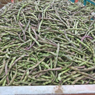 四季豆紫花四季豆15~20厘米，基地出货