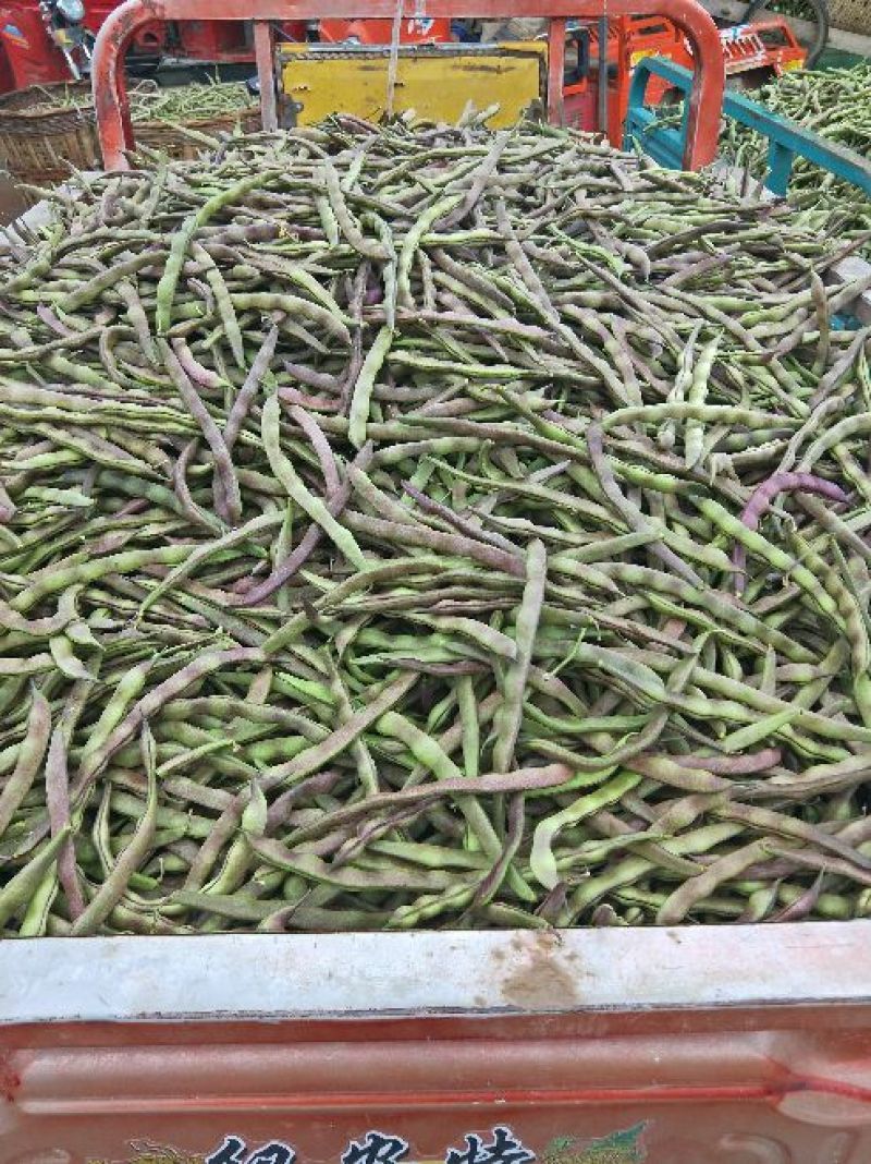 四季豆紫花四季豆15~20厘米，基地出货