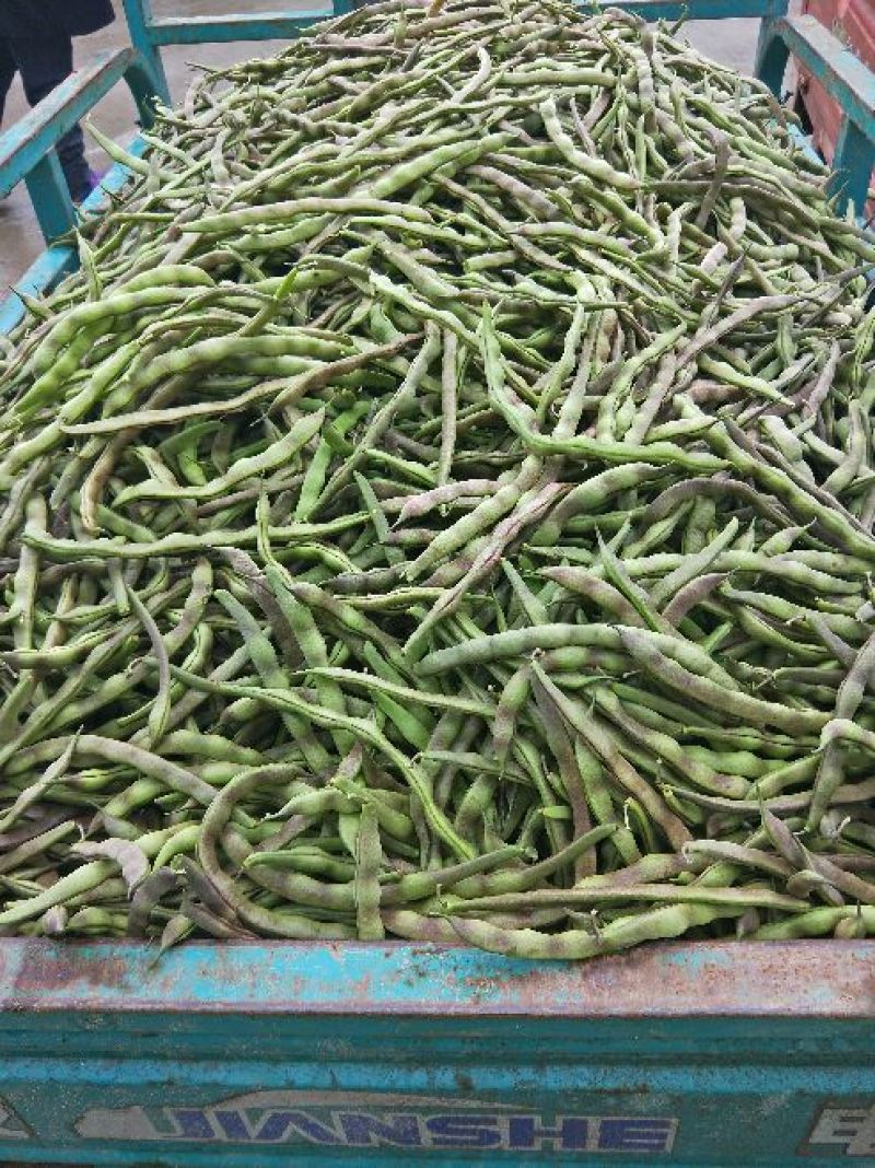 四季豆紫花四季豆15~20厘米，基地出货