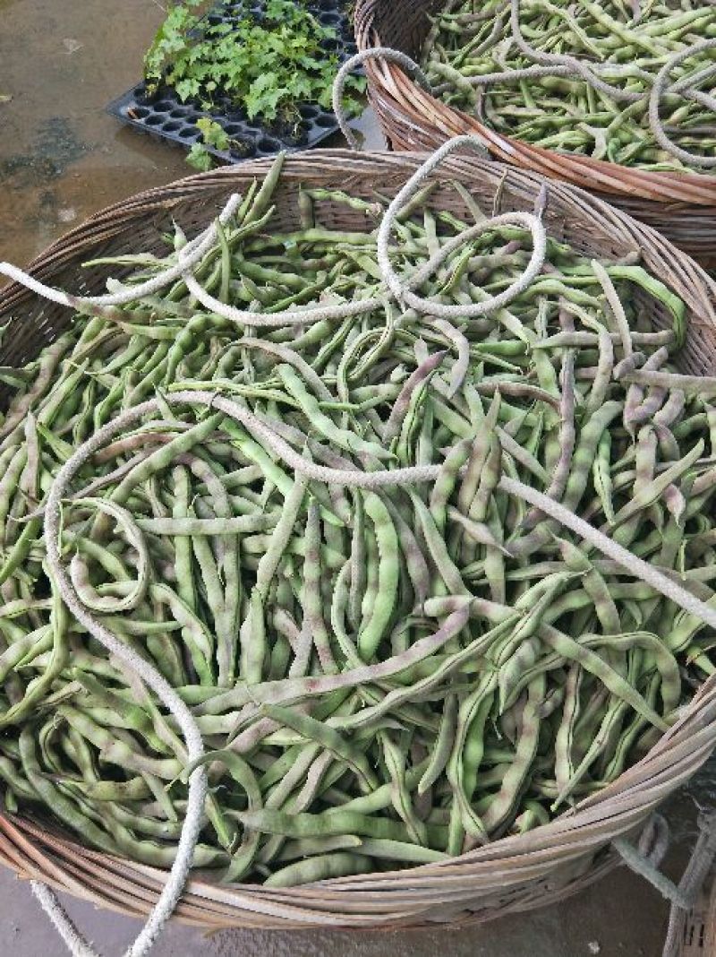四季豆紫花四季豆15~20厘米，基地出货