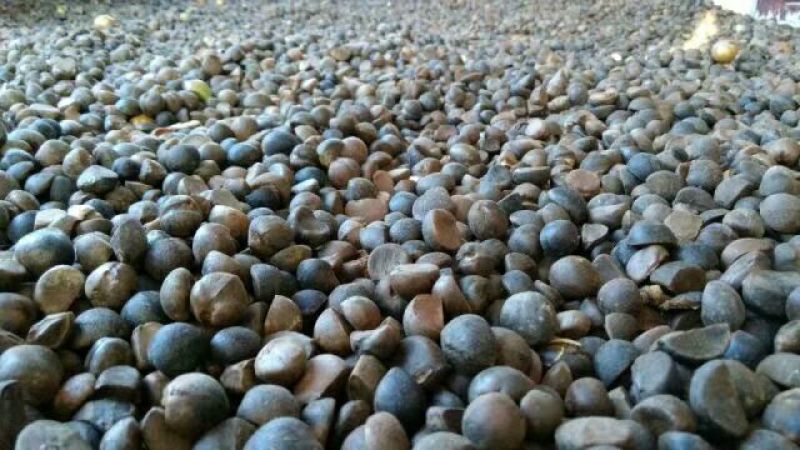 山茶果大籽