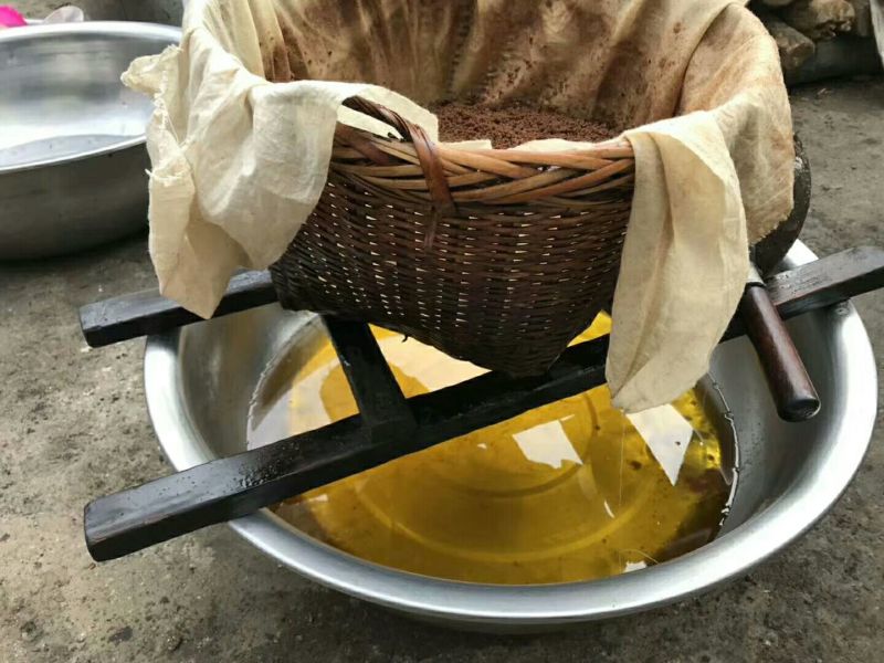 山茶果大籽