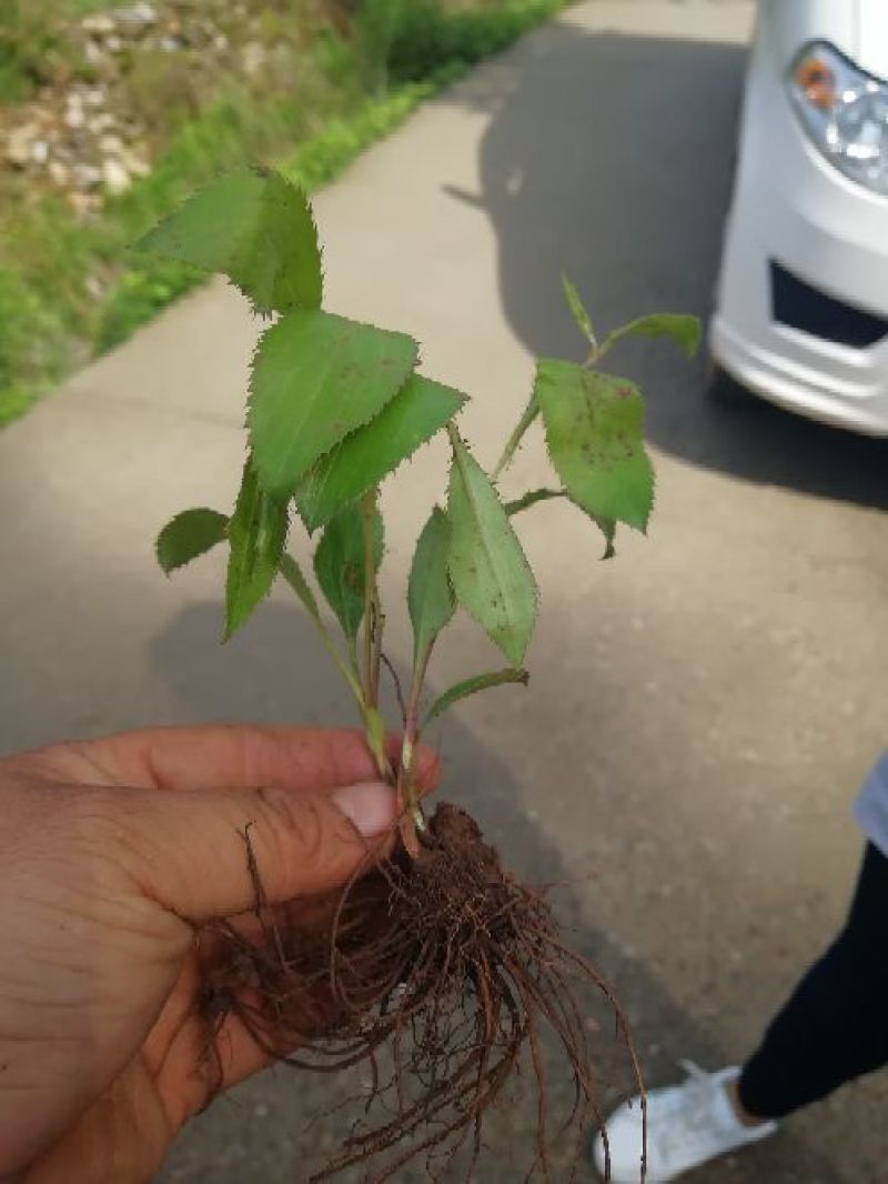 苍术种苗
