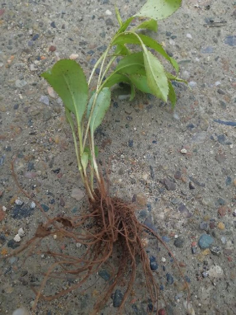苍术种苗