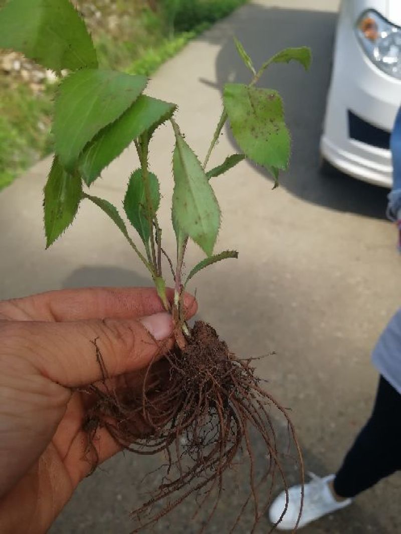 苍术种苗