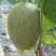 西州蜜25号，3月下旬大量上市