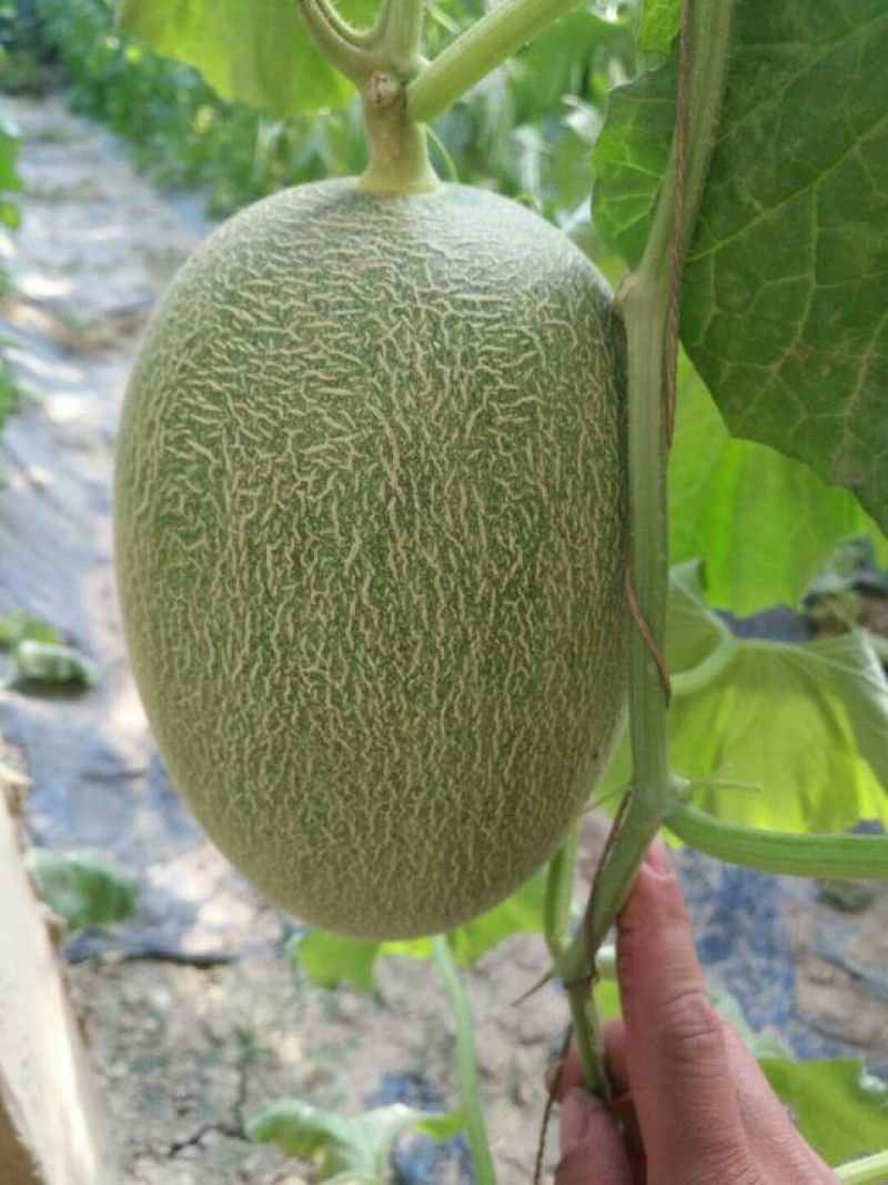 西州蜜25号，3月下旬大量上市