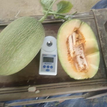 西州蜜25号，3月下旬大量上市
