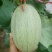 西州蜜25号，3月下旬大量上市