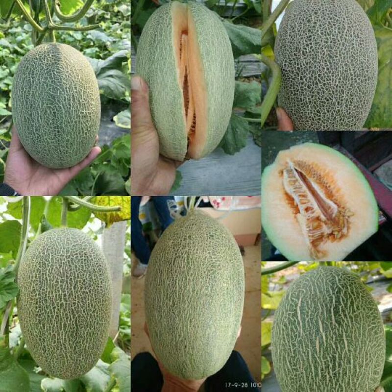 西州蜜25号，3月下旬大量上市