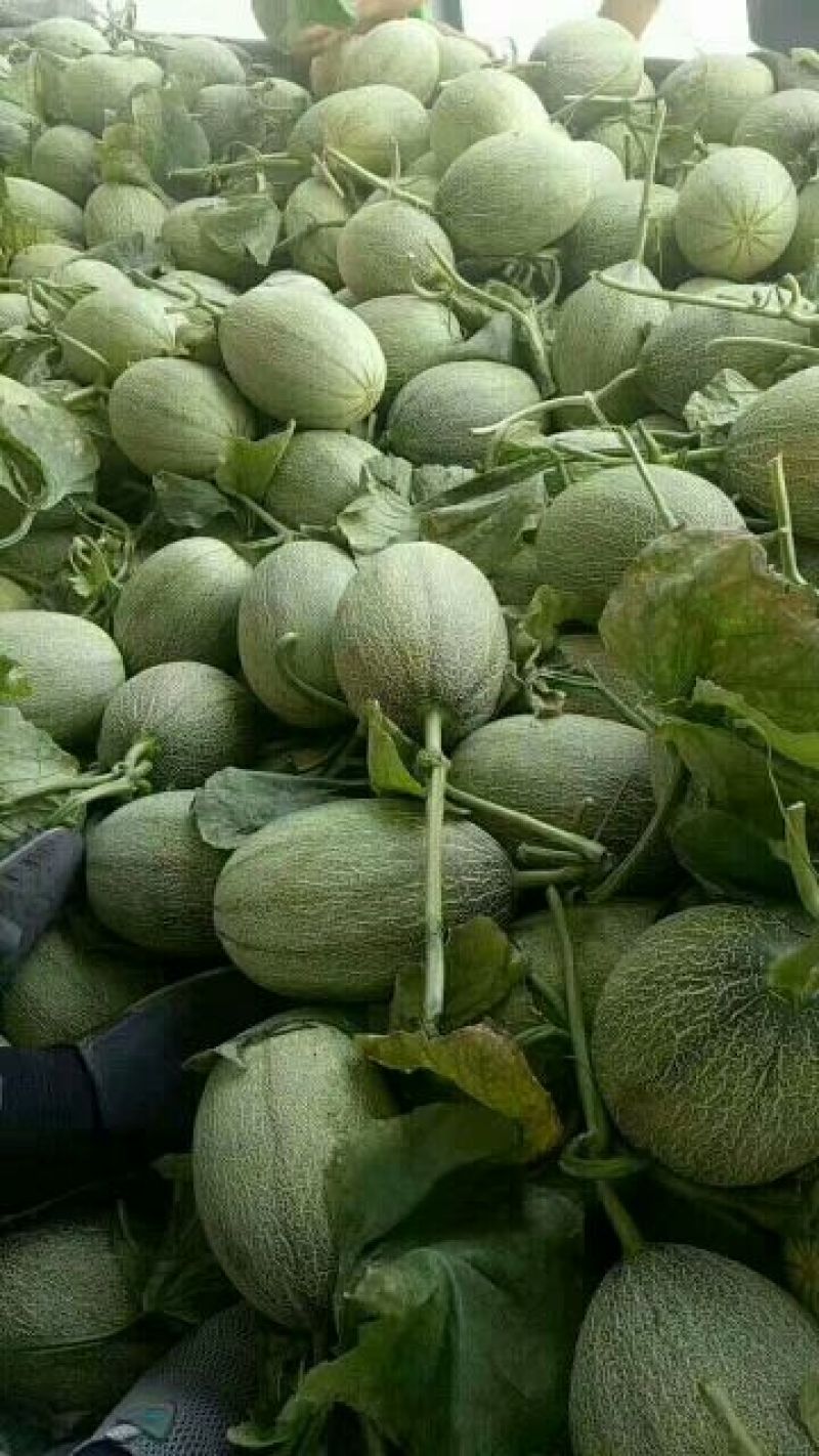 西州蜜25号，3月下旬大量上市